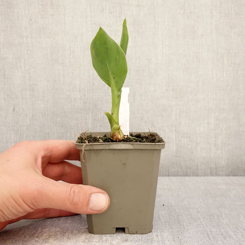 Spécimen de Canna Confetti - Balisier crème picté de rose Godet de 8/9 cm calibre I tel que livré au printemps