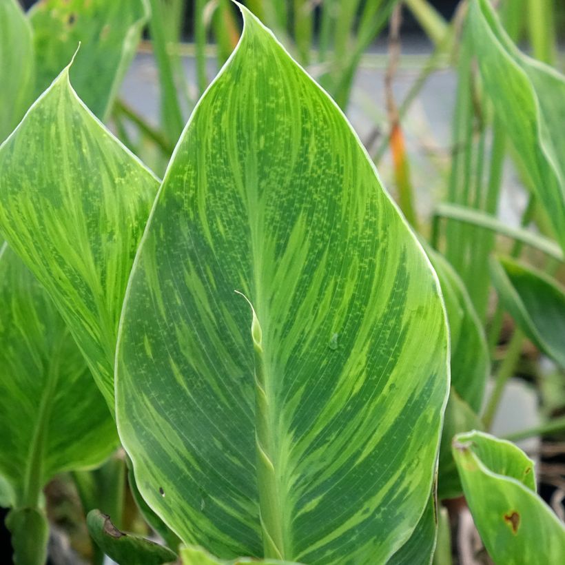 Canna En Avant (Feuillage)