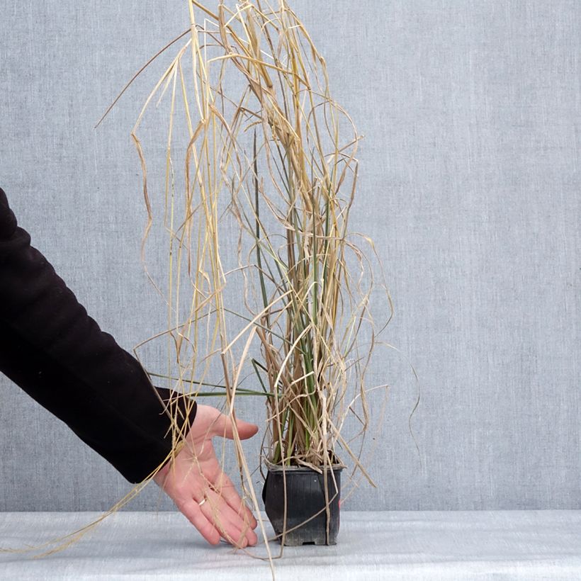 Spécimen de Canna Endeavour Godet de 8/9 cm calibre I tel que livré en hiver