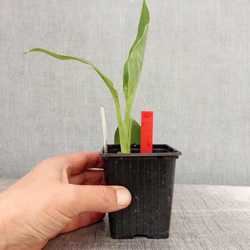 Spécimen de Canna Erebus - Balisier aquatique géant Godet de 8/9 cm tel que livré au printemps