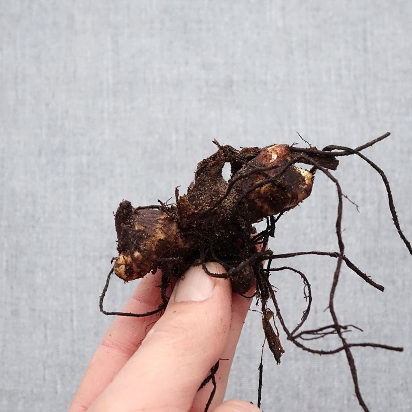 Spécimen de Canna Felix Ragout - Balisier jaune et blanc Bulbe calibre I tel que livré au printemps