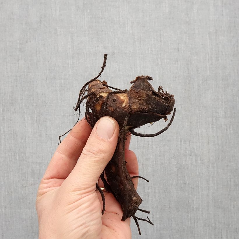 Spécimen de Canna Felix Roux - Balisier nain à fleurs rouge pâle Bulbe calibre I tel que livré au printemps