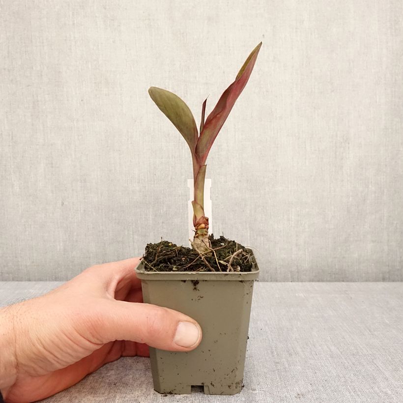 Spécimen de Canna Feu Magique Godet de 8/9 cm calibre I tel que livré au printemps