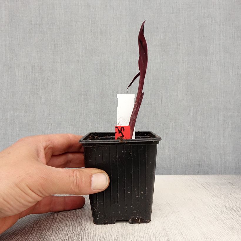 Spécimen de Canna glauca Australis - Balisier d'eau Godet de 8/9 cm tel que livré au printemps