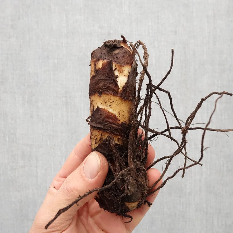 Spécimen de Canna Grand Duc Bulbe calibre I tel que livré au printemps