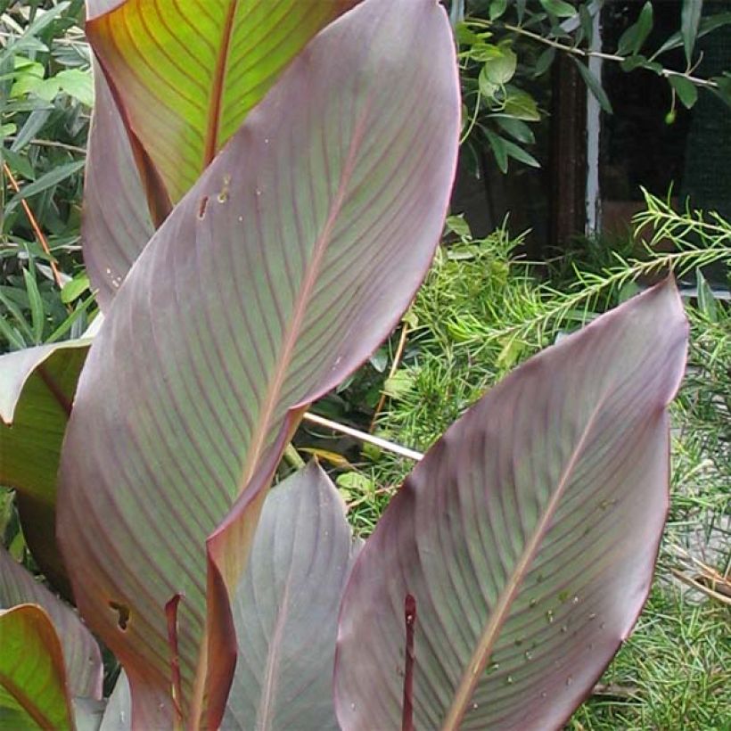 Canna indica Purpurea (Feuillage)