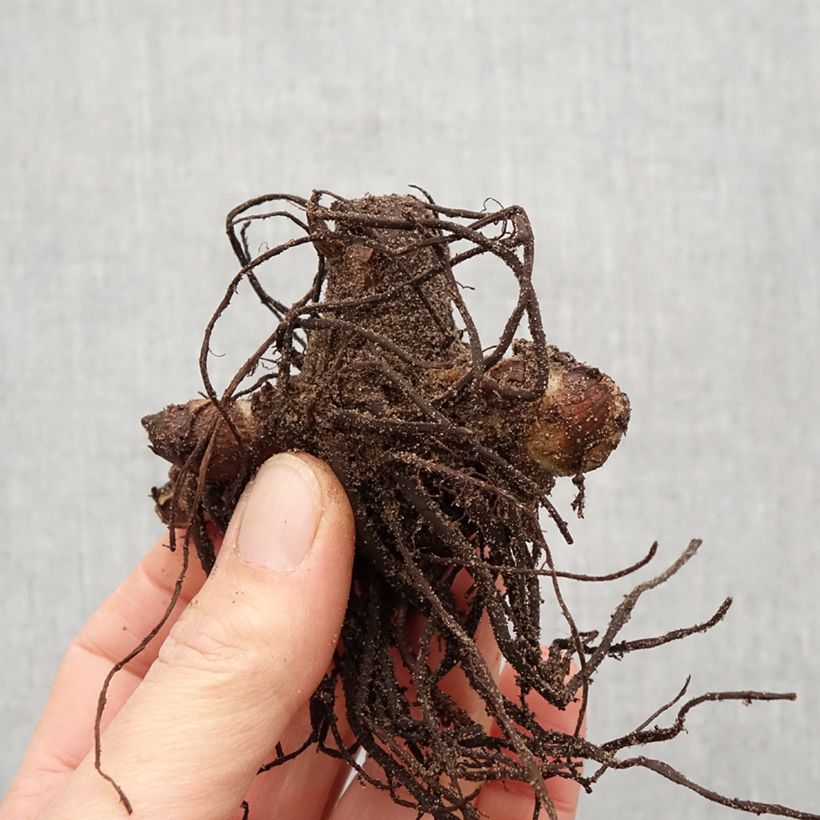 Spécimen de Canna indica Purpurea Bulbe calibre I tel que livré au printemps