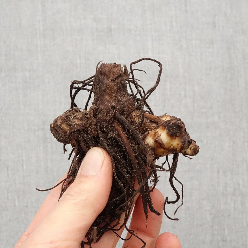 Spécimen de Canna iridiflora Bulbe calibre I tel que livré au printemps