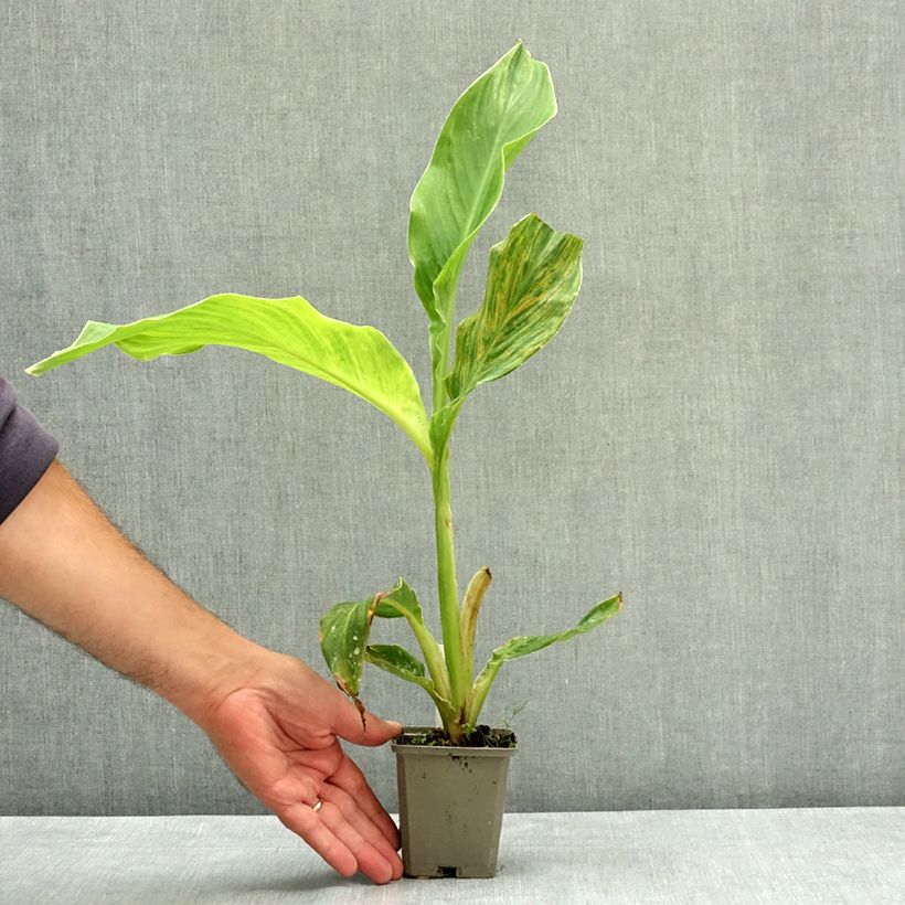 Spécimen de Canna Lucifer - Balisier nain à fleurs rouge liséré de jaune d'or et à feuillage vert moyen. Godet de 8/9 cm calibre I tel que livré en été
