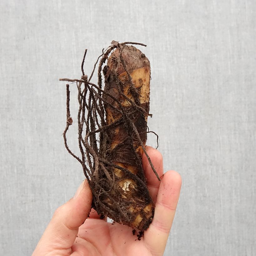 Spécimen de Canna Marabout Bulbe calibre I tel que livré au printemps