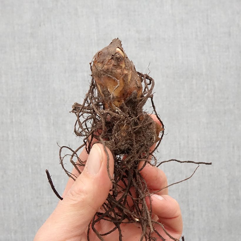 Spécimen de Canna Mme Angèle Martin - Balisier Bulbe calibre I tel que livré au printemps