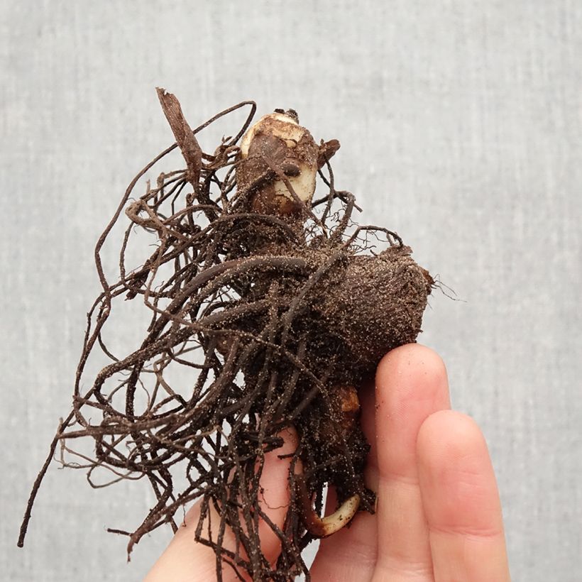 Spécimen de Canna Petit Poucet - Balisier nain jaune picté de rouge Bulbe calibre I tel que livré au printemps