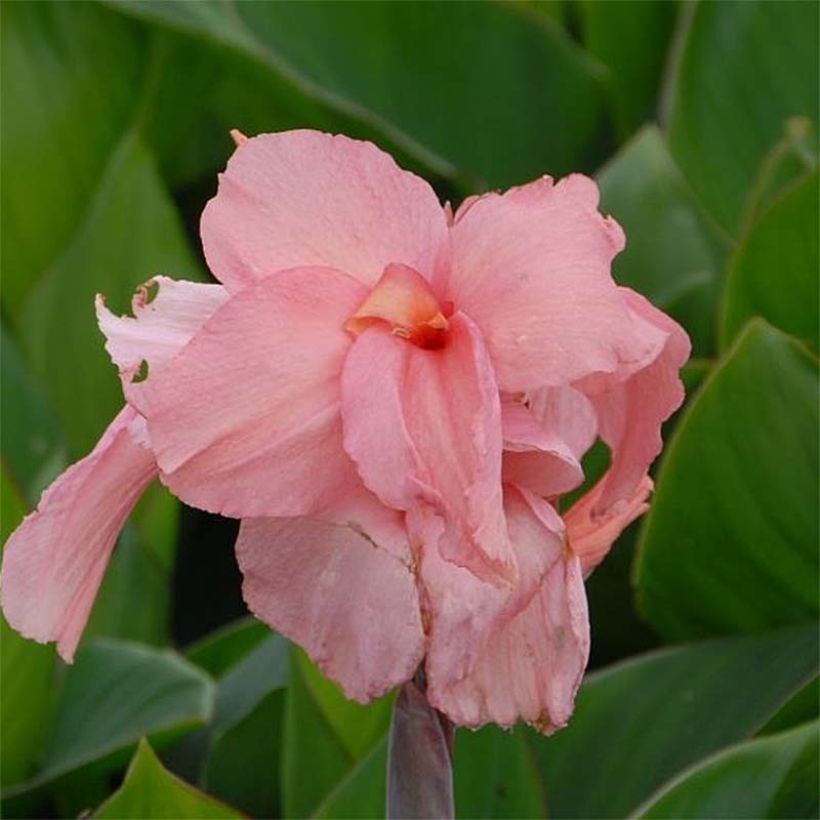 Canna Pink President - Balisier (Flowering)