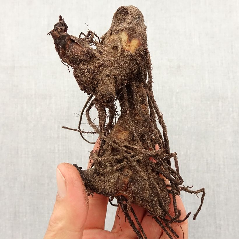 Example of Canna Pink President - Balisier Bulbe calibre I as you get in printemps