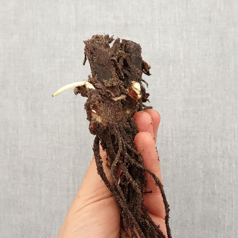 Example of Canna Queen Charlotte - Balisier Bulbe calibre I as you get in printemps