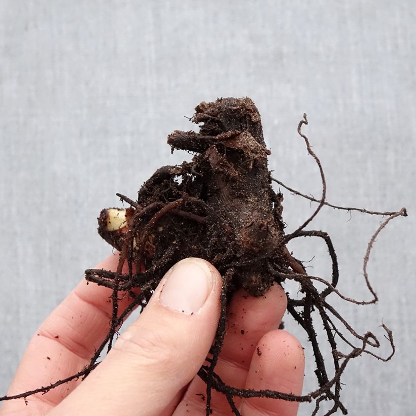 Spécimen de Canna Red King Humbert - Balisier rouge vif. Bulbe calibre I tel que livré au printemps