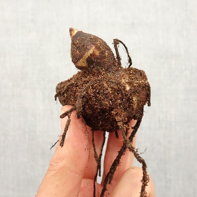 Spécimen de Canna Red Wine - Balisier Bulbe calibre I tel que livré au printemps