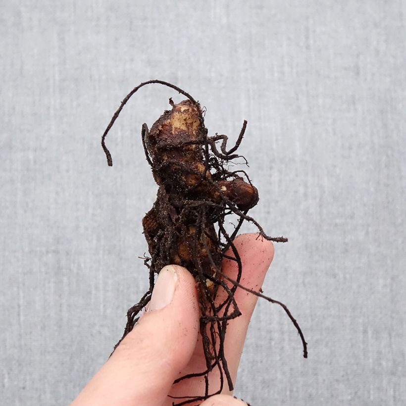 Spécimen de Canna Soleil d'Or - Balisier de taille moyenne, à fleurs jaune d'or éclatant. Bulbe calibre I tel que livré au printemps