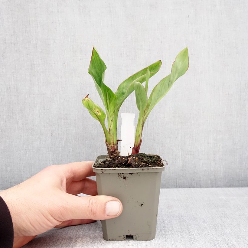 Spécimen de Canna Strasbourg - Balisier de taille moyenne, à fleurs rouge sang. Godet de 8/9 cm calibre I tel que livré au printemps