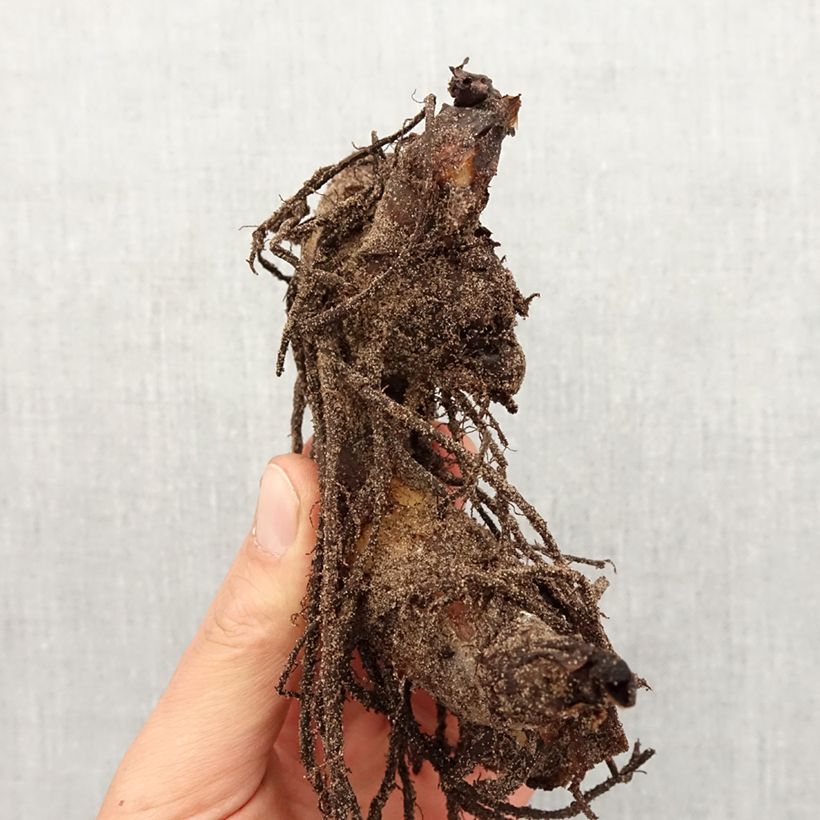 Spécimen de Canna Striata Bulbe calibre I tel que livré au printemps