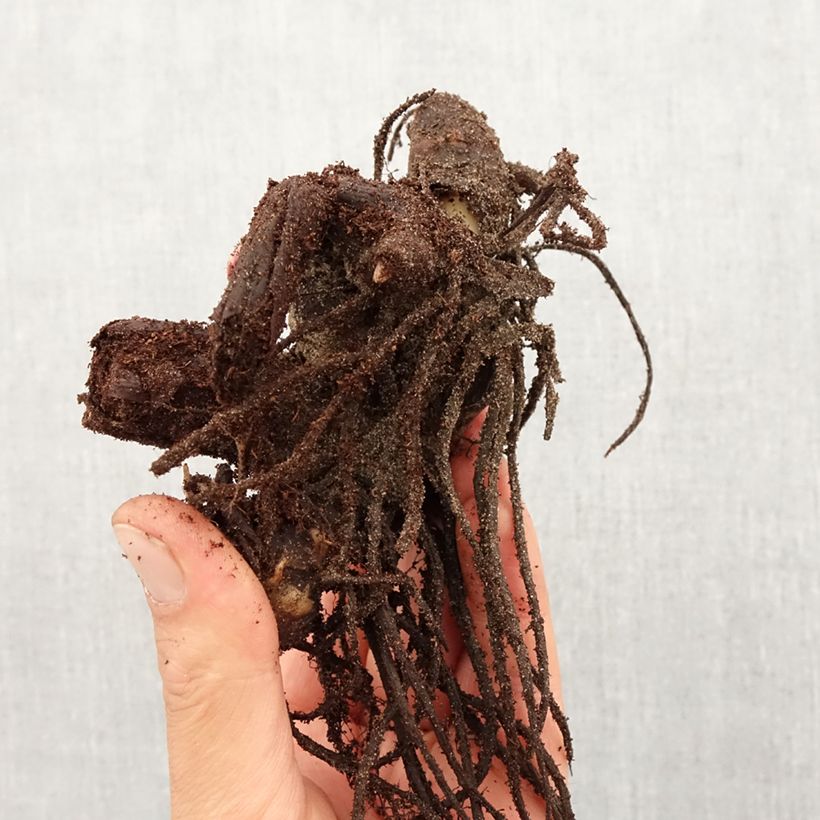 Spécimen de Canna Tarouking - Balisier Bulbe calibre I tel que livré au printemps