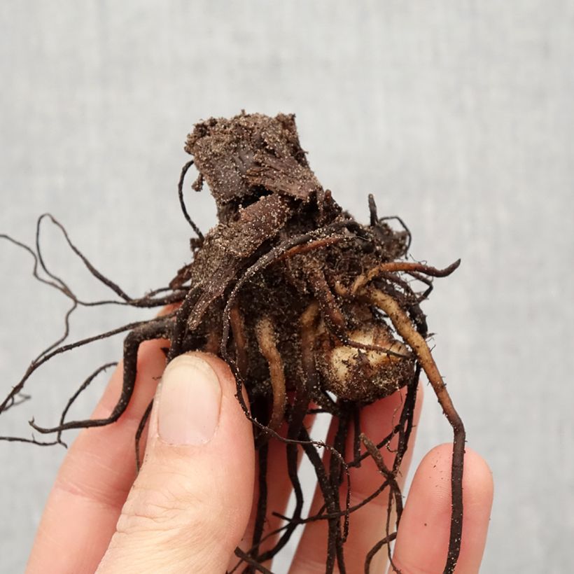 Example of Canna Wyoming Bulbe calibre I as you get in printemps