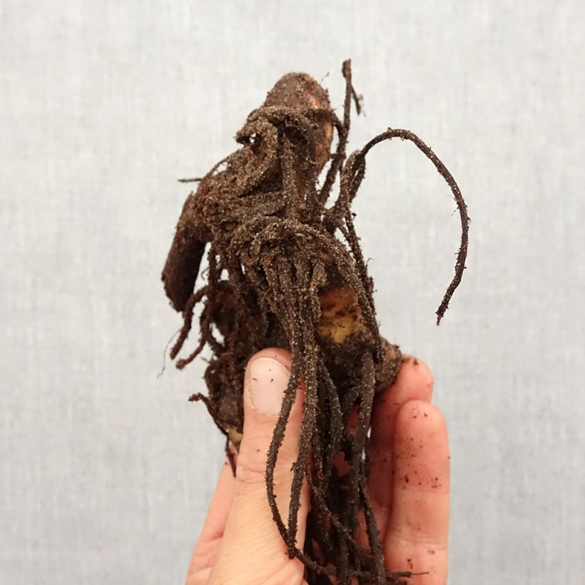 Spécimen de Canna Yellow Humbert - Balisier jaune  picté d'orange Bulbe calibre I tel que livré au printemps