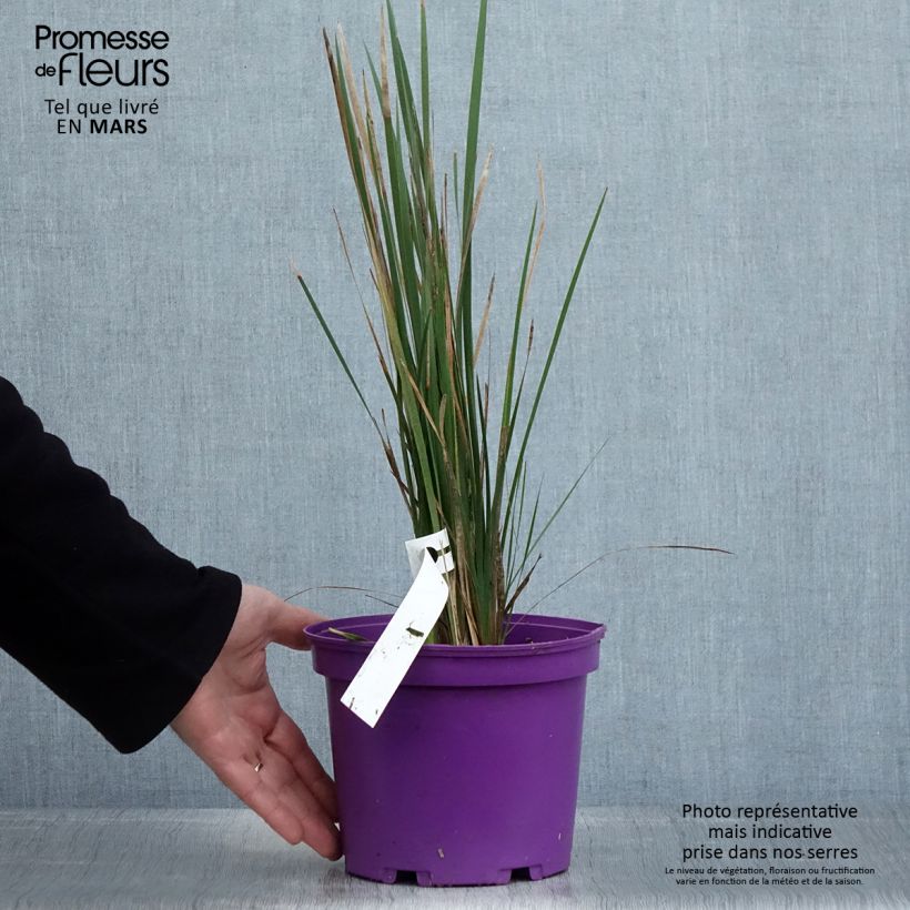 Example of Canne à pêche des anges - Dierama Blackberry Bells Pot de 2L/3L as you get in printemps