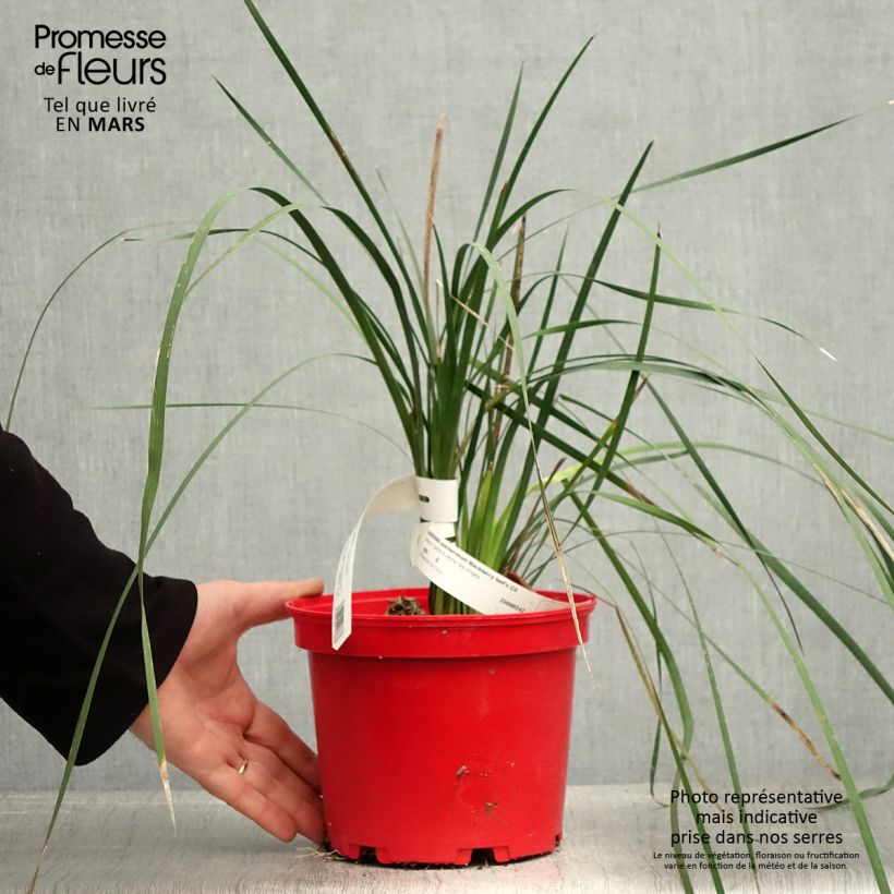 Spécimen de Canne à pêche des anges - Dierama Blackbird Pot de 2L/3L tel que livré au printemps