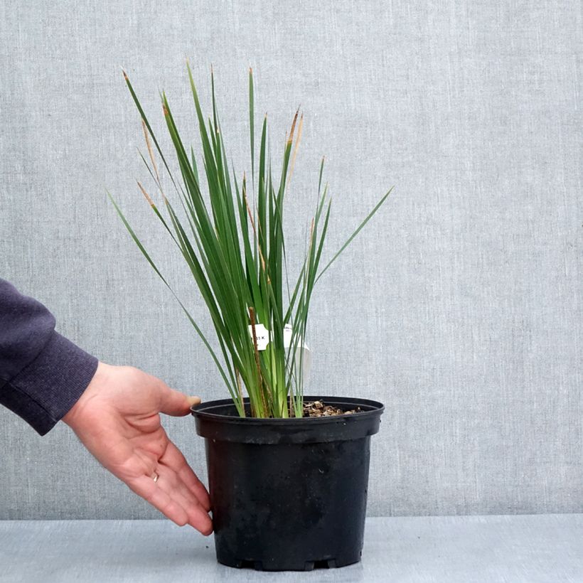 Example of Canne à pêche des anges - Dierama igneum Pot de 2L/3L as you get in printemps