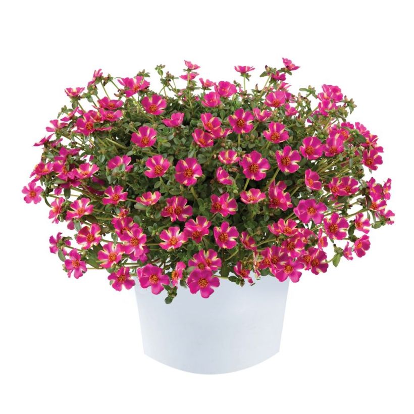 Portulaca Campino Twist Pink - Pourpier annuel (Port)