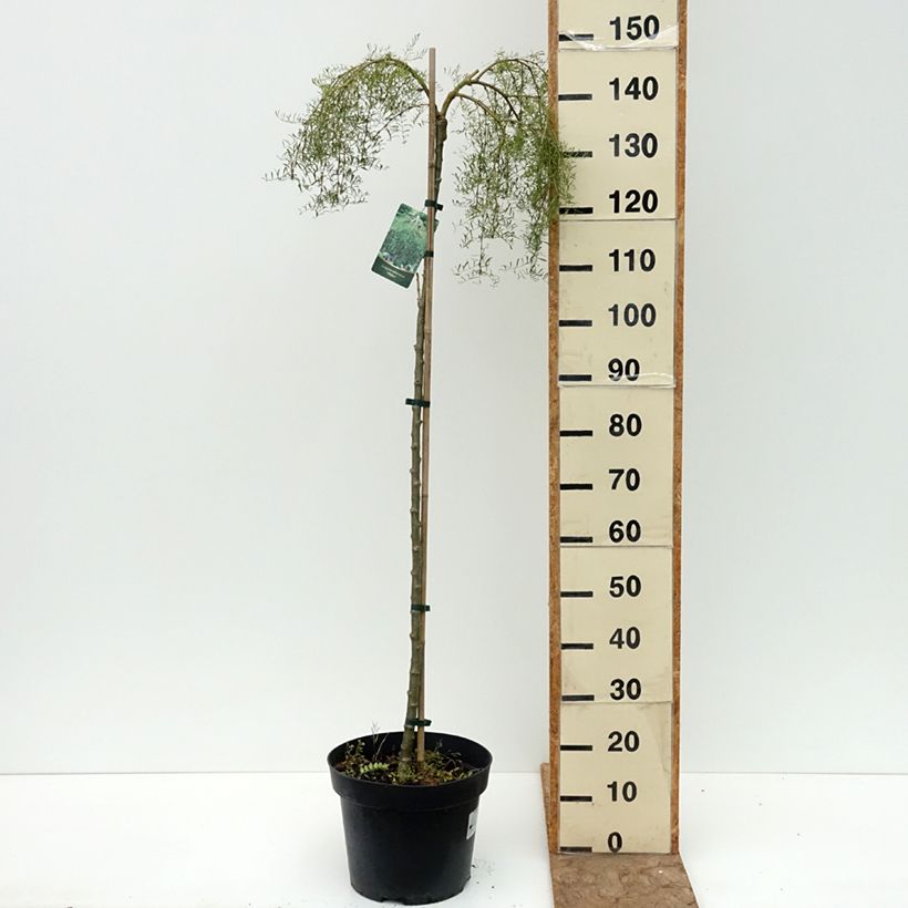 Spécimen de Caragana arborescens Walker - Caraganier de Sibérie pleureur Pot de 7,5L/10L, Haute-Tige, Tige de 180 cm tel que livré en été
