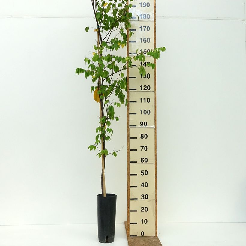 Spécimen de Carambolier Arkin Pot de 6L/7L tel que livré en été