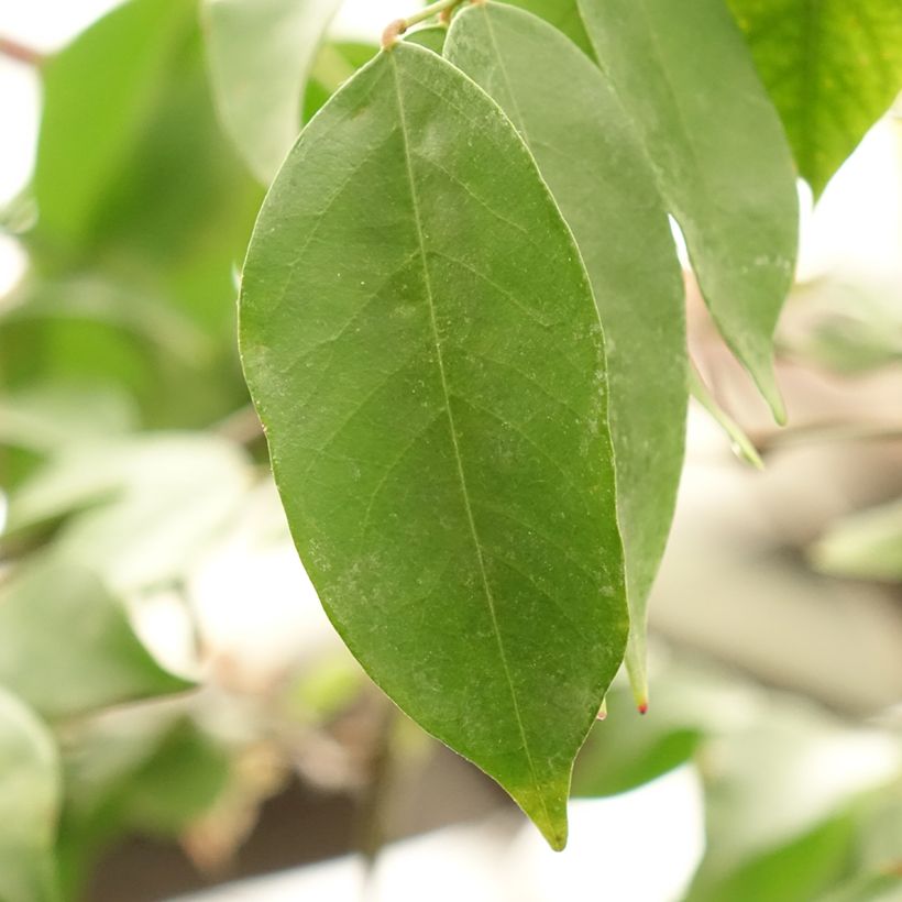 Carambolier Arkin (Feuillage)