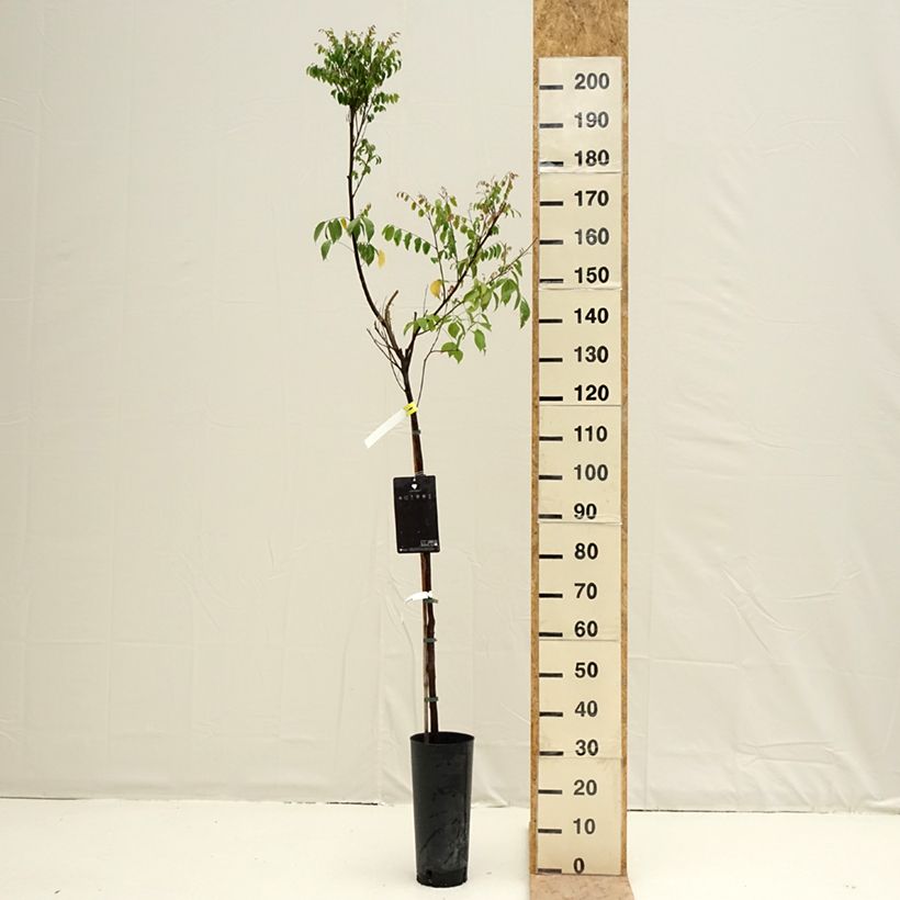 Spécimen de Carambolier Arkin Pot de 6L/7L tel que livré au printemps