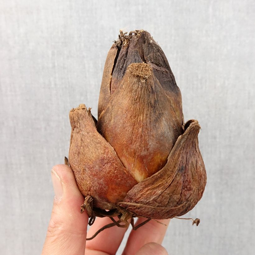 Spécimen de Cardiocrinum giganteum - Lis géant de l'Himalaya Bulbe calibre 24+ tel que livré au printemps