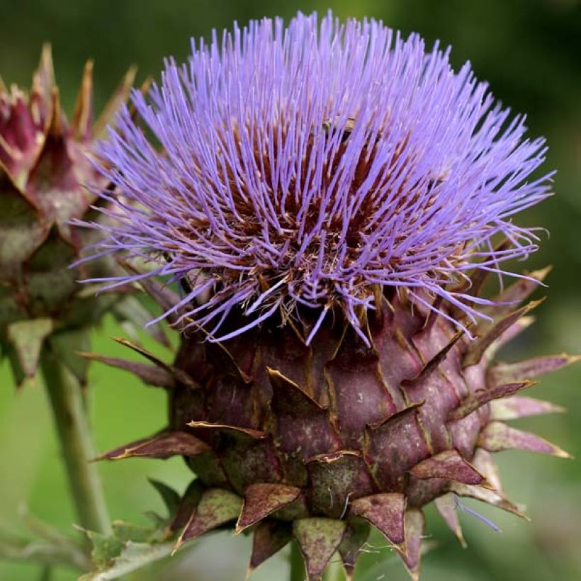 Cynara cardunculus - Cardon (Flowering)