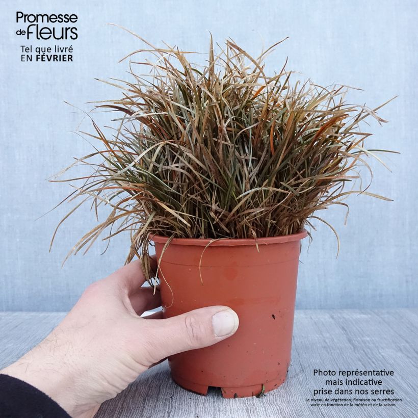 Spécimen de Carex berggrenii - Laîche Pot de 1L/1,5L tel que livré en hiver