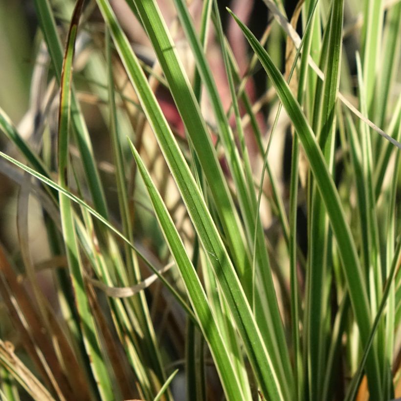 Carex brunnea Aureovariegata - Laîche panachée (Foliage)
