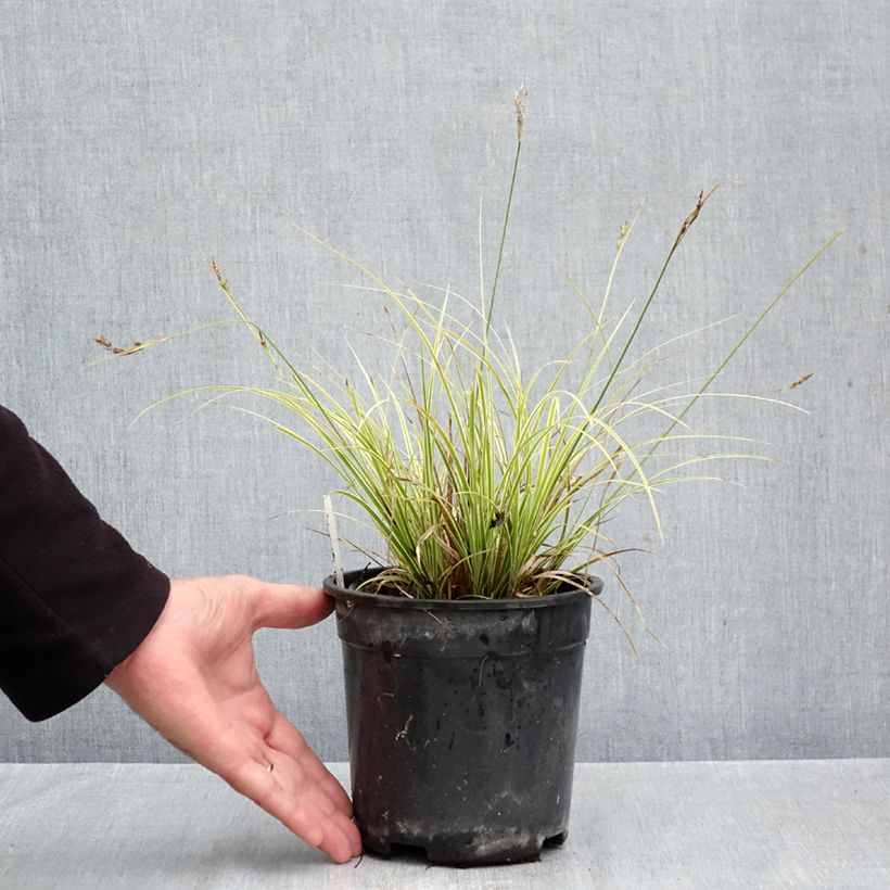 Spécimen de Carex brunnea Aureovariegata - Laîche panachée Pot de 2L/3L tel que livré en automne