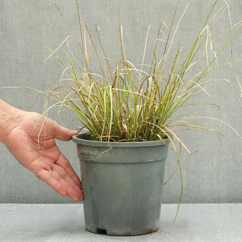 Spécimen de Carex brunnea Aureovariegata - Laîche panachée Pot de 2L/3L tel que livré en été