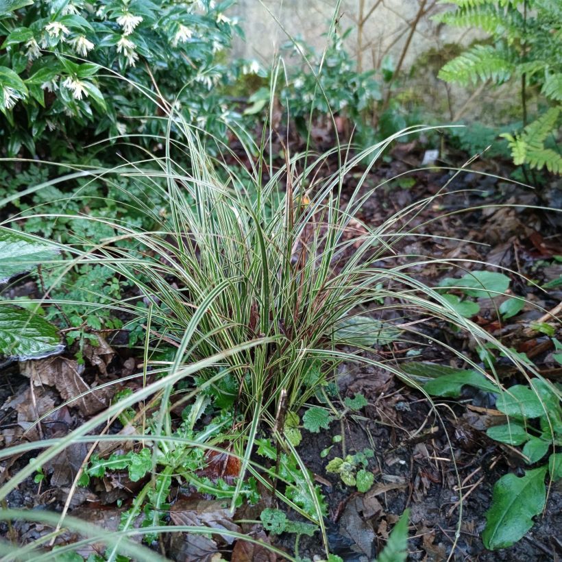 Carex brunnea Variegata - Laîche (Plant habit)