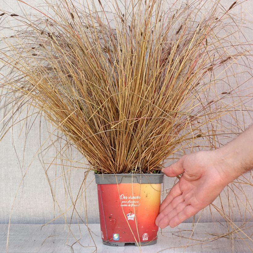 Spécimen de Carex buchananii - Laîche de Buchanan Pot de 2L/3L tel que livré en été