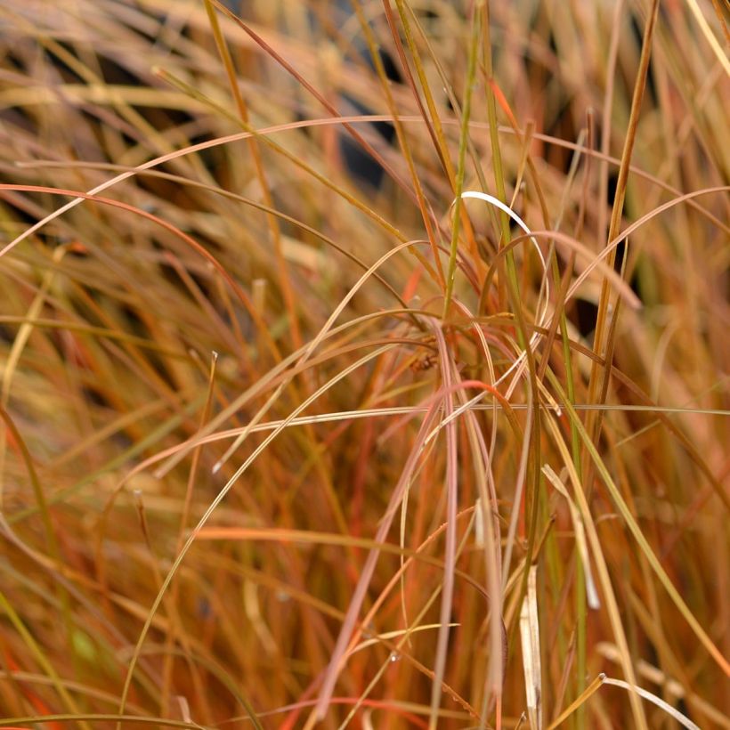 Carex comans Bronze Form - Laîche de Nouvelle-Zélande (Foliage)