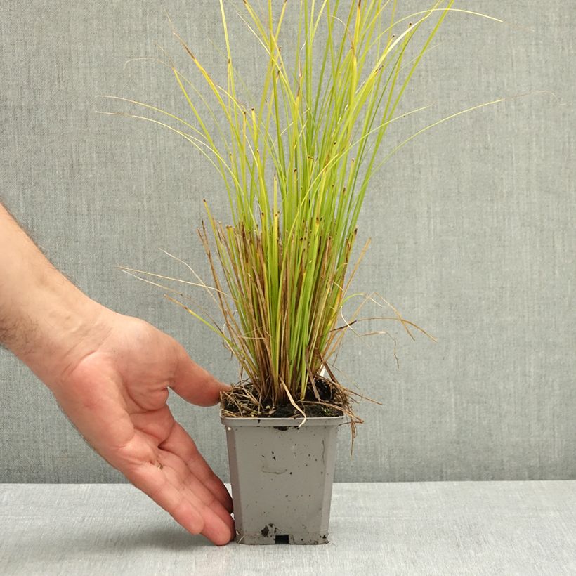 Spécimen de Carex comans Phoenix Green - Laîche de Nouvelle-Zélande  Godet de 8/9 cm tel que livré en été