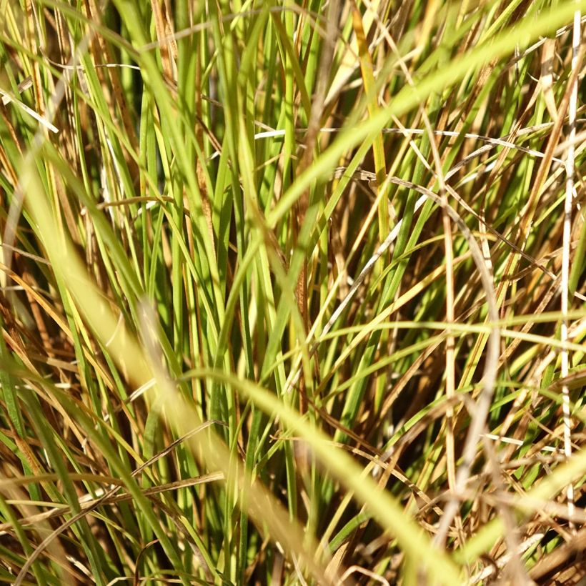 Carex comans Phoenix Green - Laîche de Nouvelle-Zélande  (Foliage)
