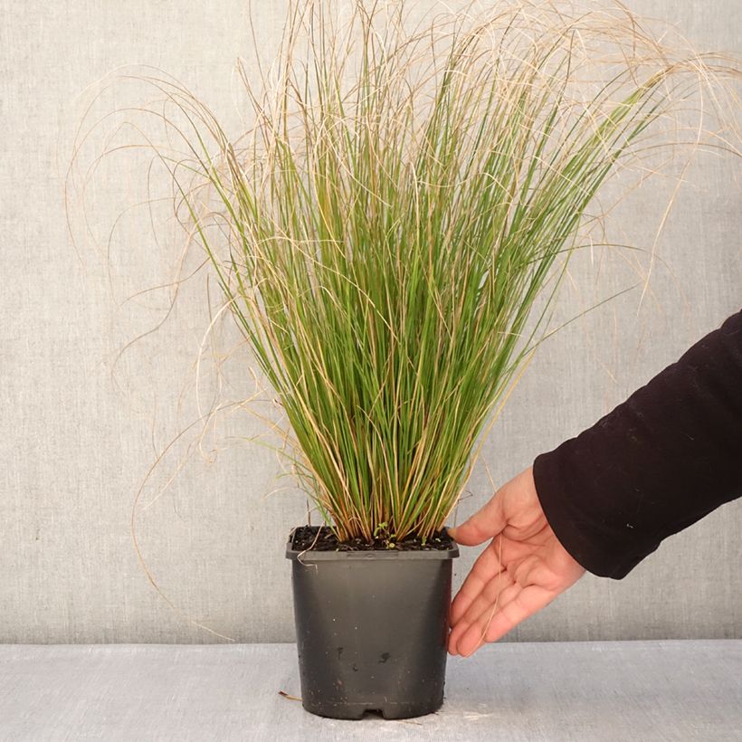 Example of Carex comans Phoenix Green - Laîche de Nouvelle-Zélande  Pot de 1,5L/2L as you get in hiver