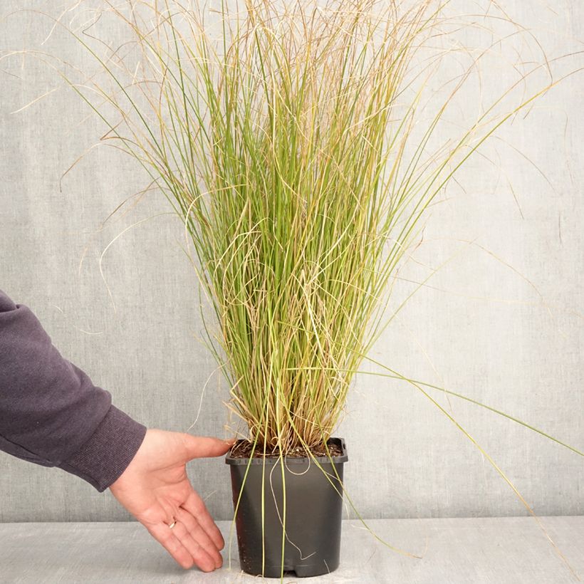 Spécimen de Carex comans Phoenix Green - Laîche de Nouvelle-Zélande  Pot de 1,5L/2L tel que livré au printemps