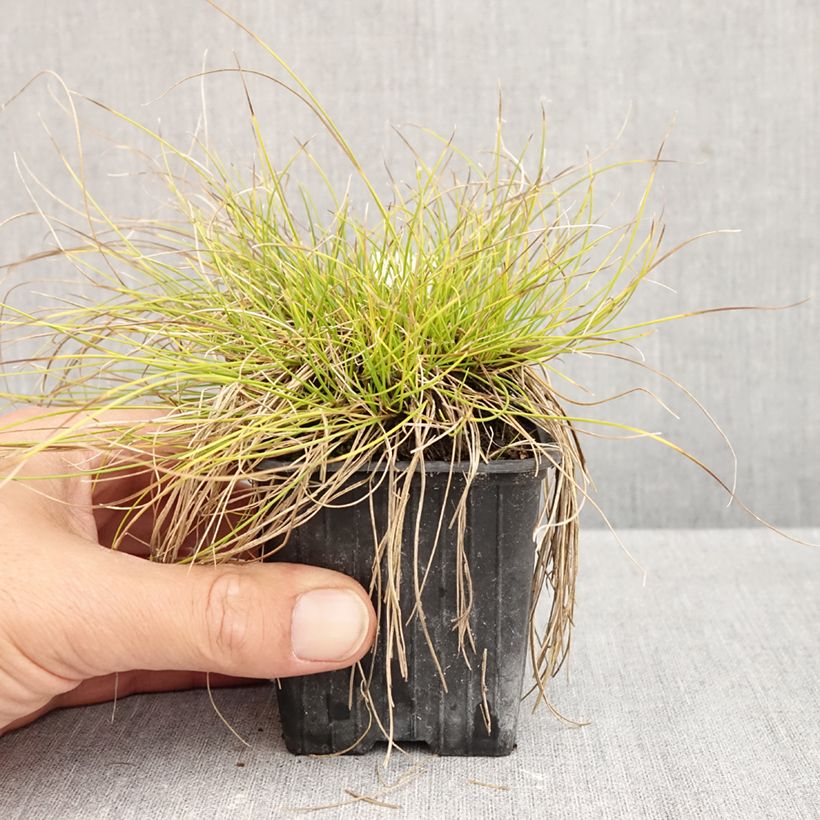 Spécimen de Carex davalliana - Laîche de Davall Godet de 8/9 cm tel que livré en automne