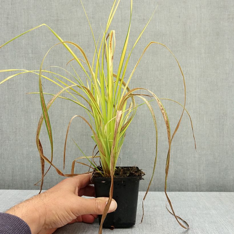 Spécimen de Carex elata Aurea - Laîche dorée Godet de 8/9 cm tel que livré en été